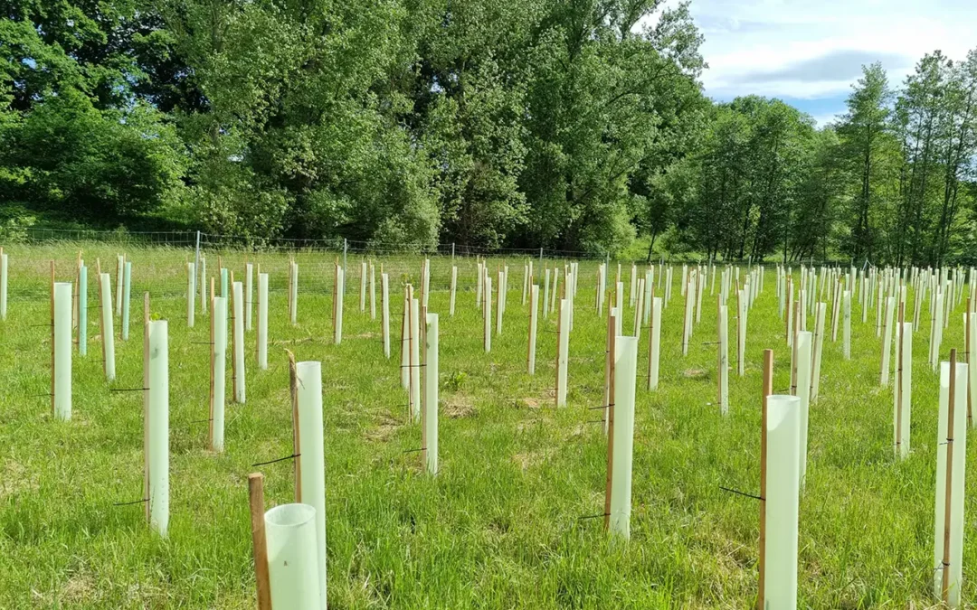 Umwelteinflüsse von Windenergieanlagen – und wie mit gezielten Maßnahmen die Natur geschützt wird.